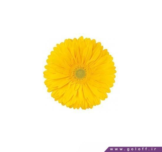 خرید دسته اینترنتی - گل ژربرا لانتارا - Gerbera | گل آف